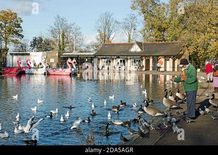 Man feeding ducks, Canada Geese, gulls and Feral Pigeons, Lakeside Café, Boating Lake or pond Alexandra Palace Park London Borough of Haringey Autumn Stock Photo