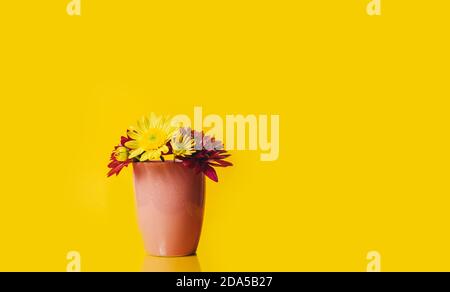 yellow and pink gerbera flowers in a pink cup on a yellow background  Stock Photo