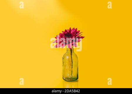 pink gerbera flower in dew in a glass bottle on a yellow background  Stock Photo