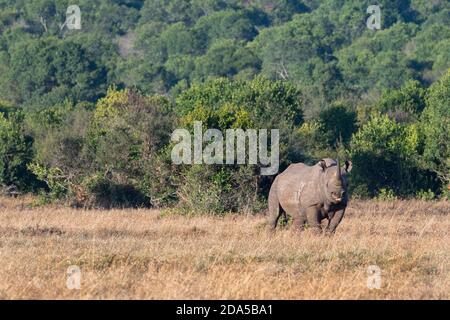 Africa, Kenya, Laikipia Plateau, Northern Frontier District, Ol Pejeta Conservancy. Black rhinoceros (WILD: Diceros bicornis) aka hook-lipped, Critica