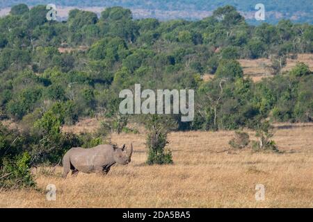 Africa, Kenya, Laikipia Plateau, Northern Frontier District, Ol Pejeta Conservancy. Black rhinoceros (WILD: Diceros bicornis) aka hook-lipped, Critica Stock Photo