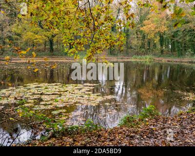 Sidings Lane Nature Reserve is a pleasant enough place for a walk or picnic and well worth a look. Once a coal mine it is now an attractive area of wo Stock Photo