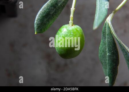 Still Life Macro Studio Photo of Olive on Stalk on Grey Spotted Background Stock Photo