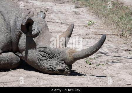 Africa, Kenya, Ol Pejeta Conservancy. Black rhinoceros (WILD: Diceros bicornis) aka hook-lipped, Critically Endangered species. Head detail. Stock Photo