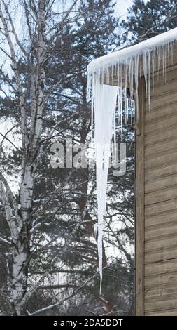 Ice stalactite hanging from the roof with wooden wall. Building covered with large icicles. Stock Photo