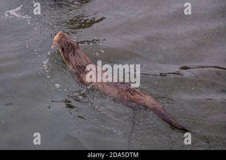 Norwegian otter Lutra lutra is a semi-aquatic carnivore in the