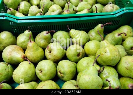 Green Williams pears in boxes harvested and ready for sale Stock Photo