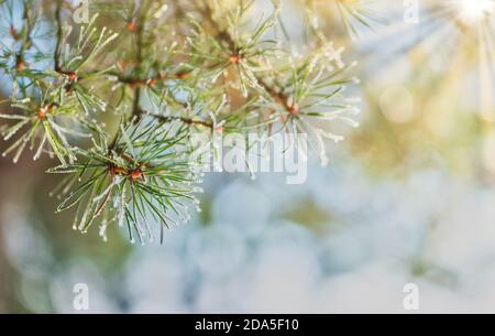 Branch of pine with needles covered with a light layer of frost in early spring, warm light with sun rays on background Stock Photo