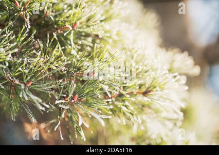 Close up Branch of pine with needles covered with light layer of frost in winter, warm light with sun rays on background Stock Photo
