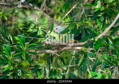 Wompoo Fruit-Dove  Ptilinopus magnificus Daintree, Queensland, Australia 3 November 2019     Adult on nest.        Columbidae Stock Photo