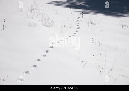 footprint of wild animal on the white snow in Etna Park, Sicily Stock Photo