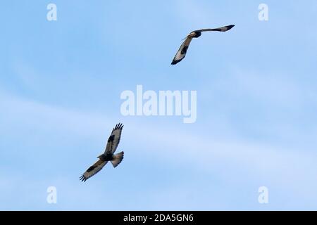 Rough Legged Hawk Juveniles and adults Stock Photo