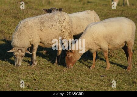 Sheep on Amherst Island bird sanctuary Stock Photo