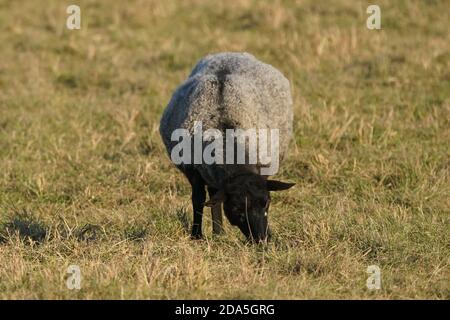 Sheep on Amherst Island bird sanctuary Stock Photo