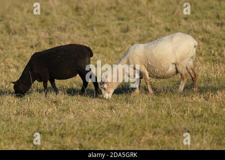 Sheep on Amherst Island bird sanctuary Stock Photo