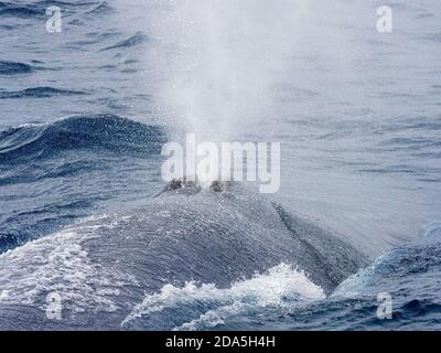 An adult blue whale, Balaenoptera musculus, surfacing in the Drake Passage, Antarctica. Stock Photo