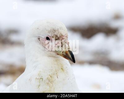An adult snowy sheathbill, Chionis albus, scavenging guano on Paulet Island, Weddell Sea, Antarctica. Stock Photo