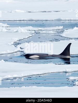 Type Big B killer whales, Orcinus orca, searching ice floes for pinnipeds in the Weddell Sea, Antarctica. Stock Photo