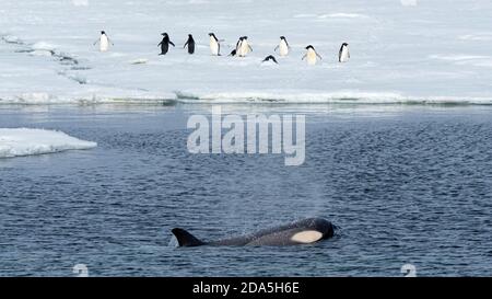 Type Big B killer whale, Orcinus orca, swimming past penguins, in the Weddell Sea, Antarctica. Stock Photo