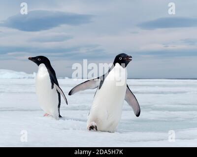 Adélie penguins, Pygoscelis adeliae, on fast ice near Devil Island, Weddell Sea, Antarctica. Stock Photo