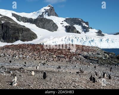 A gentoo penguin, Pygoscelis papua, breeding colony at molting time on Cuverville Island, Antarctica. Stock Photo