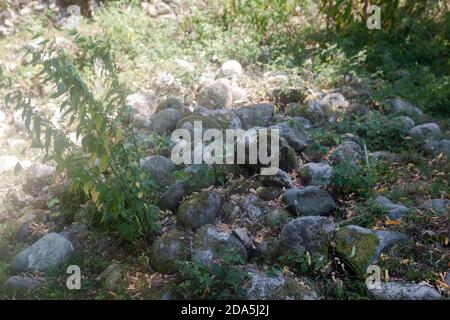 Old cobbles covered with moss Stock Photo