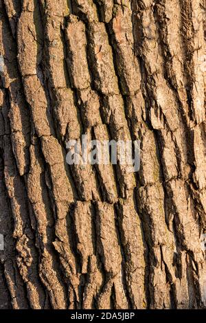 Closeup of tree bark forms abstract pattern of lines from the shadows Stock Photo