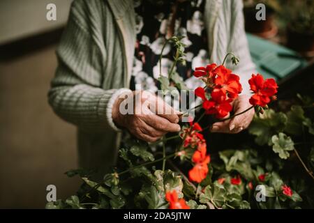 Close-up of a senior woman's hand while arranging potted plants in front of the house during the quarantine of the COVID - 19 coronavirus epidemic Stock Photo