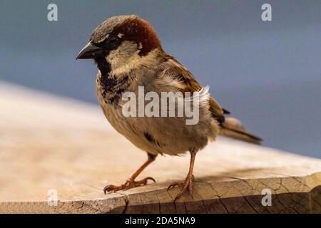 A male House Sparrow (Passer domesticus) perched on a table. Stock Photo