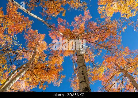 An open canopy of red, orange and golden quaking aspen leaves near Frisco, Colorado. Stock Photo
