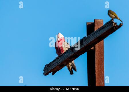 The Australian pink and grey cockatoo known as the Galah (Eolophus roseicapilla) perched on a post. Stock Photo