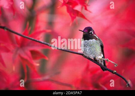 Male Anna's Hummingbird (Calypte anna) perched on branch with fall colors in background, Snohomish, Washington, USA