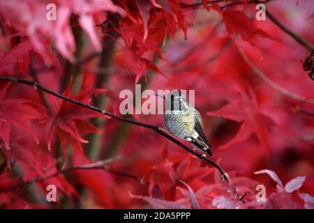 Male Anna's Hummingbird (Calypte anna) perched on branch with fall colors in background, Snohomish, Washington, USA