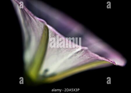 Beautiful purple aster as background, closeup. Autumn flower/ Closeup and macro nature details/ Isolated purple flower on black background Stock Photo