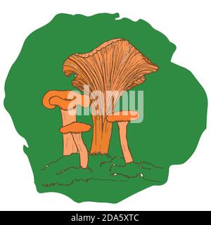 Chanterelle mushroom hand-drawn vector illustration. Sketch of a food drawing isolated on a green background. Organic vegetarian product. Great for Stock Vector