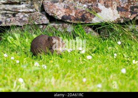 Cute little Orkney vole seating on grass and eating daisies Stock Photo