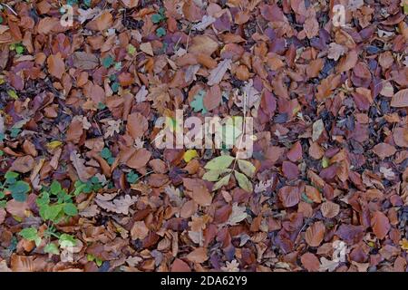 A carpet of autumn leaves in a Shropshire woodland Stock Photo