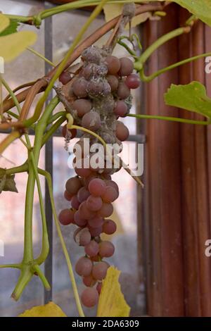 A mouldy bunch of grapes on the vine in a Shropshire greenhouse Stock Photo