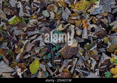 A carpet of autumn leaves in a Shropshire woodland Stock Photo