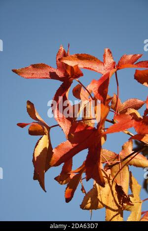 Red leaves in autumn in the sun with dewdrops against blue sky, close up of gum tree (Liquidambar styraciflua) Stock Photo