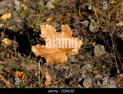 A dry maple leaf lies on the ground among stones and grass. Fallen leaf in autumn. Stock Photo