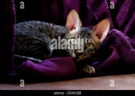 A gray cat with green eyes lies on a purple blanket. Striped cornish rex looking at the camera. Stock Photo