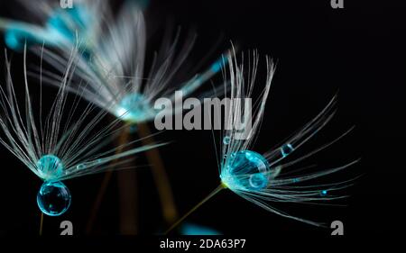 Nature in detail, dandelion flower seed close up with dewdrops on a black background with copy space Stock Photo
