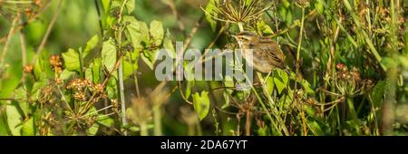 A Sedge Warbler or Acrocephalus schoenobaenus seen at Crantock in Cornwall Stock Photo