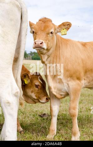 Curious, inquisitive young limousin cattle livestock herd on a pasture, looking directly into camera in Rhineland-Palatinate, Germany, Western Europe Stock Photo