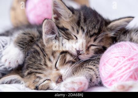 Two striped kittens sleeping with pink and grey balls skeins of thread on white bed. Cute little cats Stock Photo