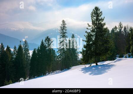 spruce forest on the snow covered hill. beautiful winter landscape in mountains. distant ridge in fog and clouds. carpathian countryside morning Stock Photo
