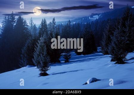 spruce forest on a snow covered hill at night. beautiful mountain landscape in winter in full moon light. misty weather with bright sky Stock Photo