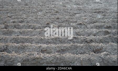 Freshly plowed field ready for seeding and planting in spring. Farmland under the sky. Agriculture. Brown black soil near village. Stock Photo