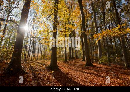 mystical november forest in the Kaiserstuhl area in germany Stock Photo mystical november forest in the Kaiserstuhl area in germany Stock Photo